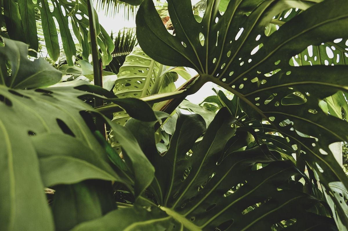 Monstera leaves in soft light