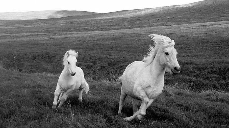 Two white horses running across open hills